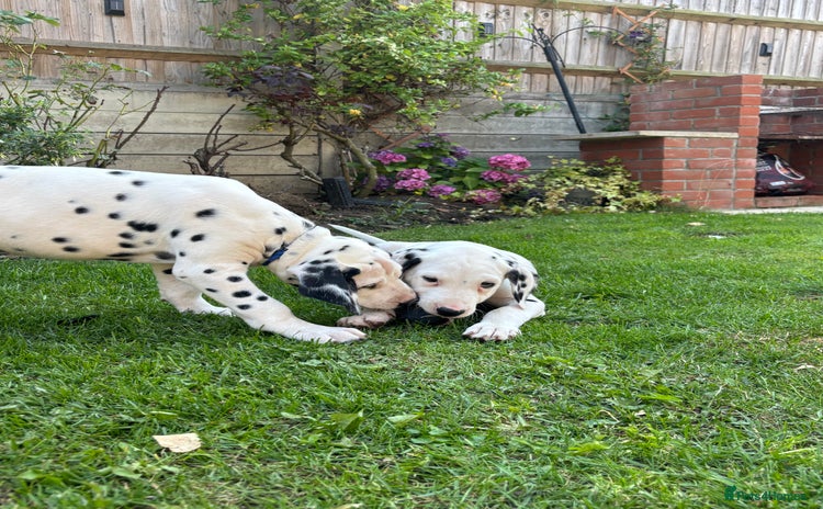 Dalmatian dogs - Advert 1