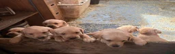 Labrador Retriever dogs for sale: labrador puppies - Advert 8