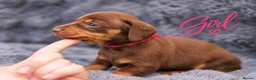 Miniature Dachshund dogs for sale: ❤️KC registered 8 Miniature Dachshund Puppies ❤️ - Advert 17
