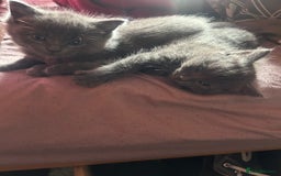 Ragdoll cats for sale: 2 adorable 1/4 ragdoll kittens available  - Image 2