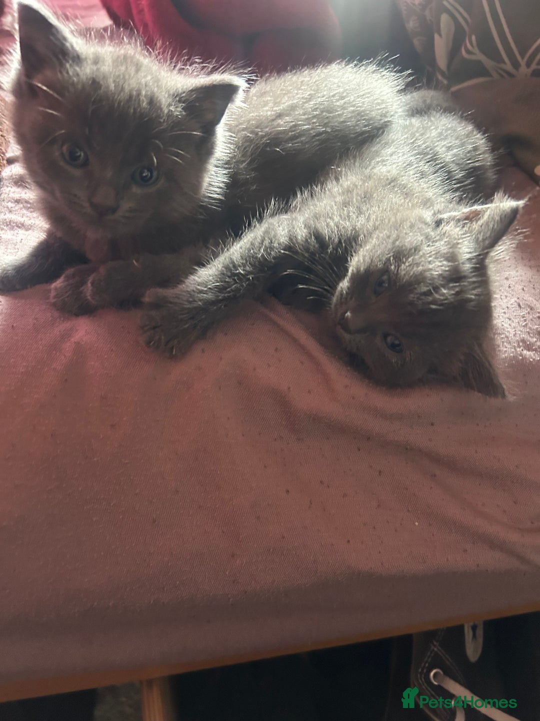 Ragdoll cats for sale: 2 adorable 1/4 ragdoll kittens available  - Image 2