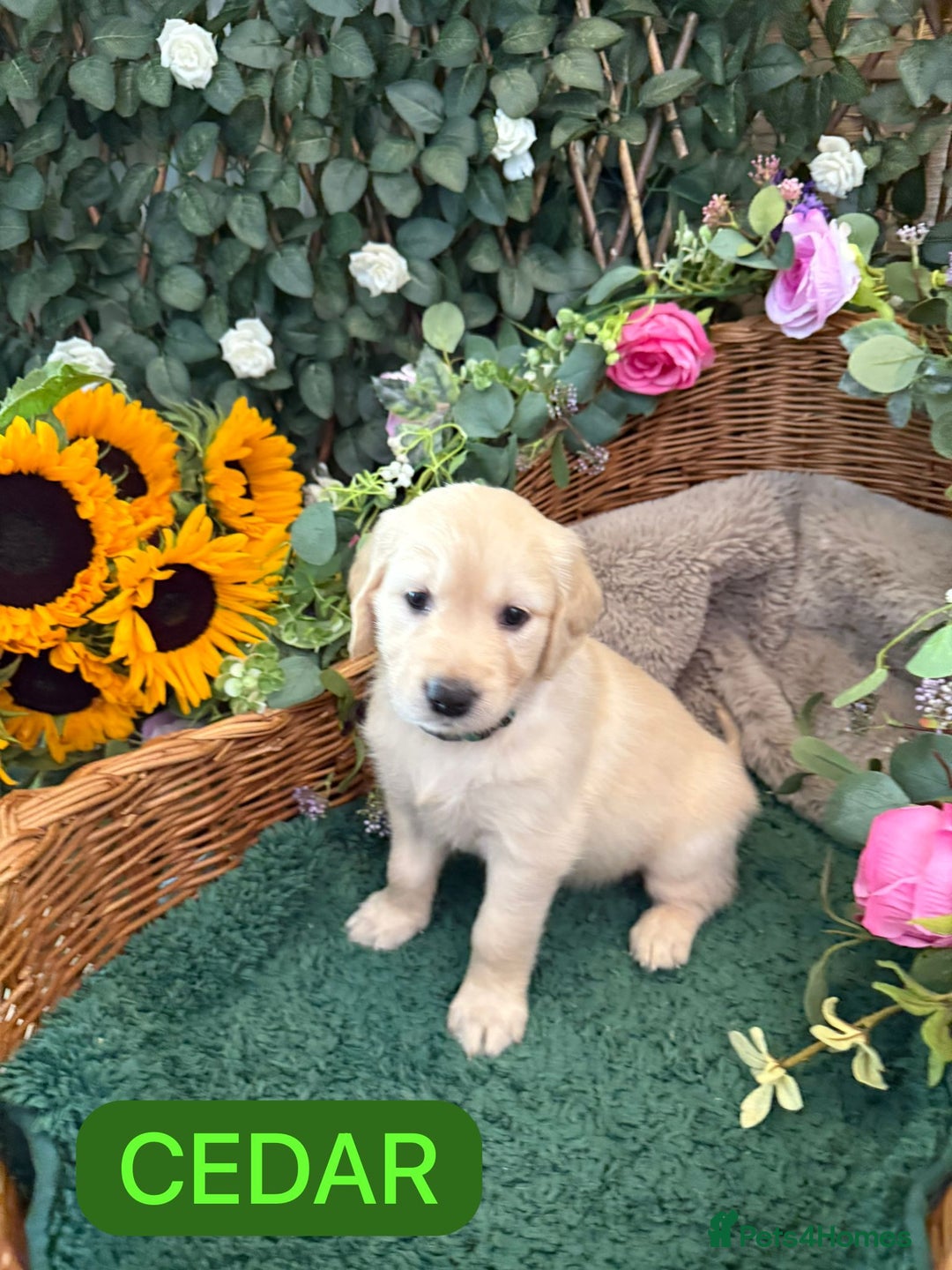 Golden Retriever dogs for sale: Stunning Golden Retriever puppies 🐾 - Image 6