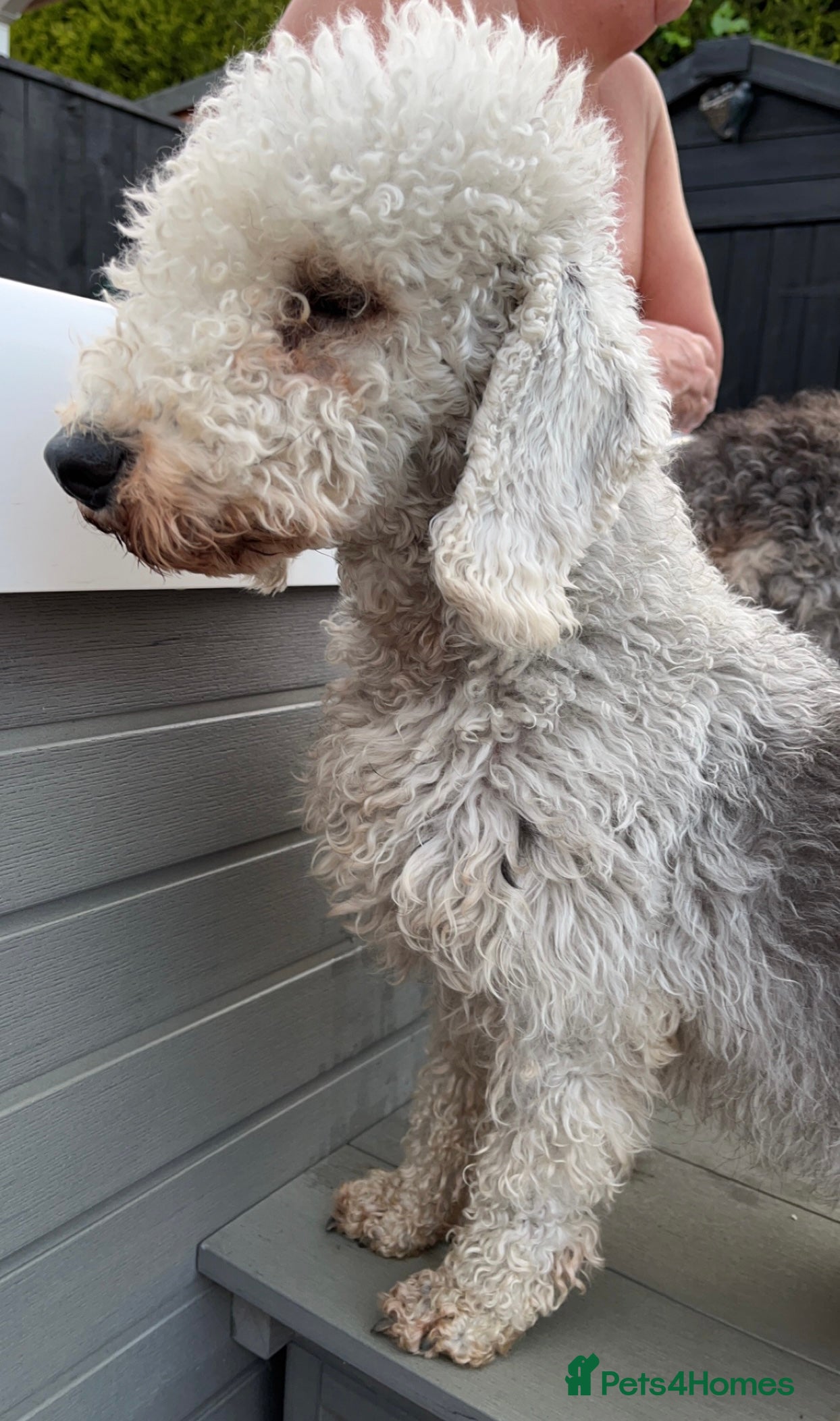 Bedlington Terrier dogs Bedlington terrier puppies for sale  - Advert 2