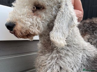 Bedlington Terrier dogs Bedlington terrier puppies for sale - Advert 1