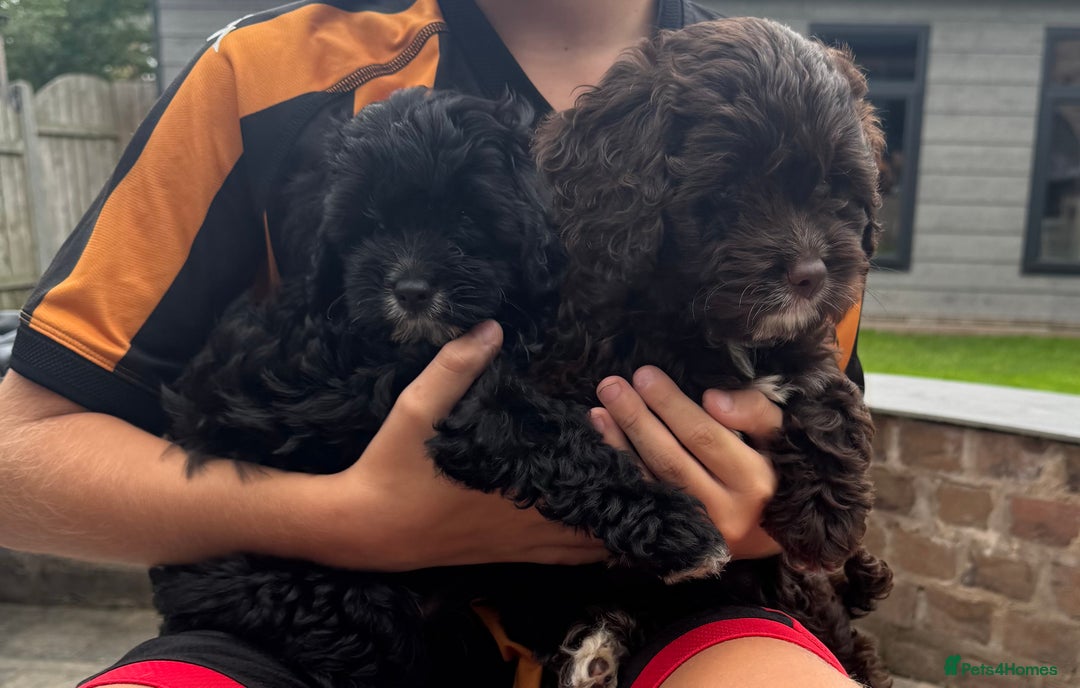 Cavapoo dogs for sale: F1 Cavapoo pups girls ready to leave now . - Image 16