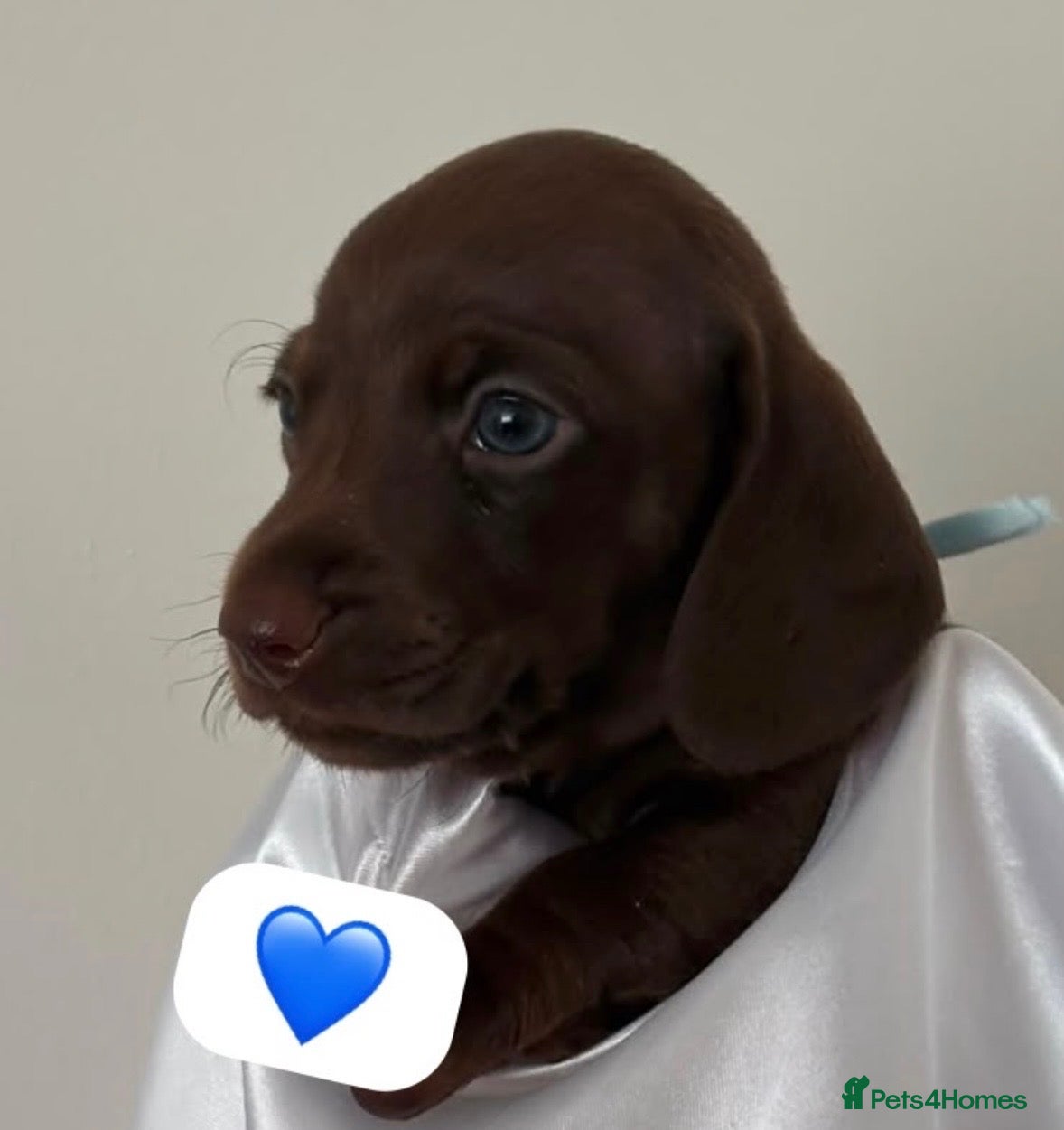 Miniature Dachshund dogs Beautiful  Miniature chocolate dachshund - Advert 15