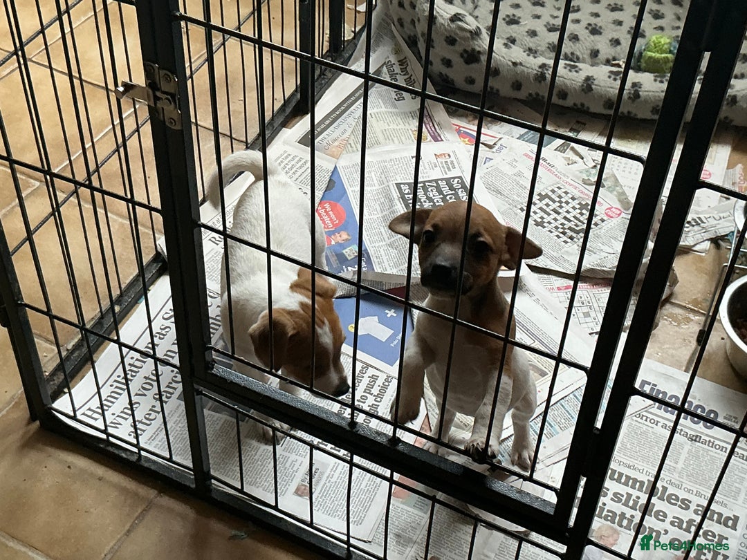 Jack Russell dogs for sale: 2 Beautiful purebred female Jack Russell  puppies - Image 4