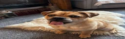 Mixed Breed dogs for sale: Simba  in Bury - Advert 2
