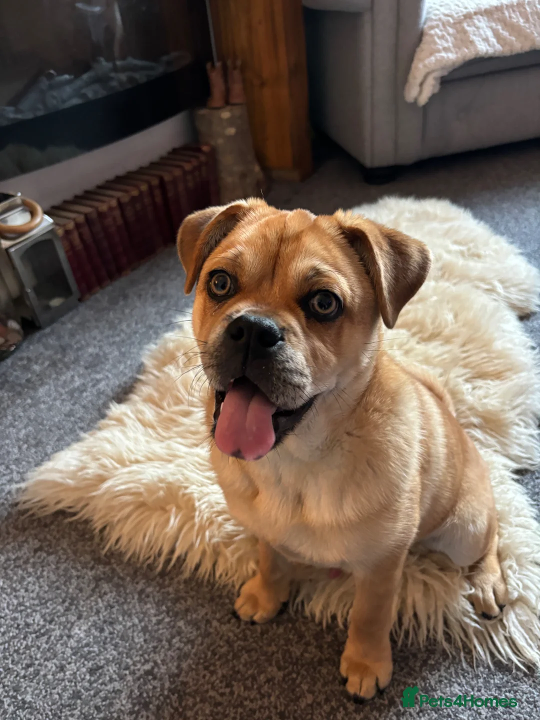 Mixed Breed dogs for sale: Simba  in Bury - Advert 2