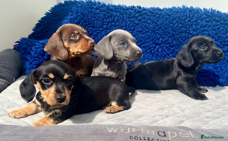 Miniature Dachshund dogs - Advert 2