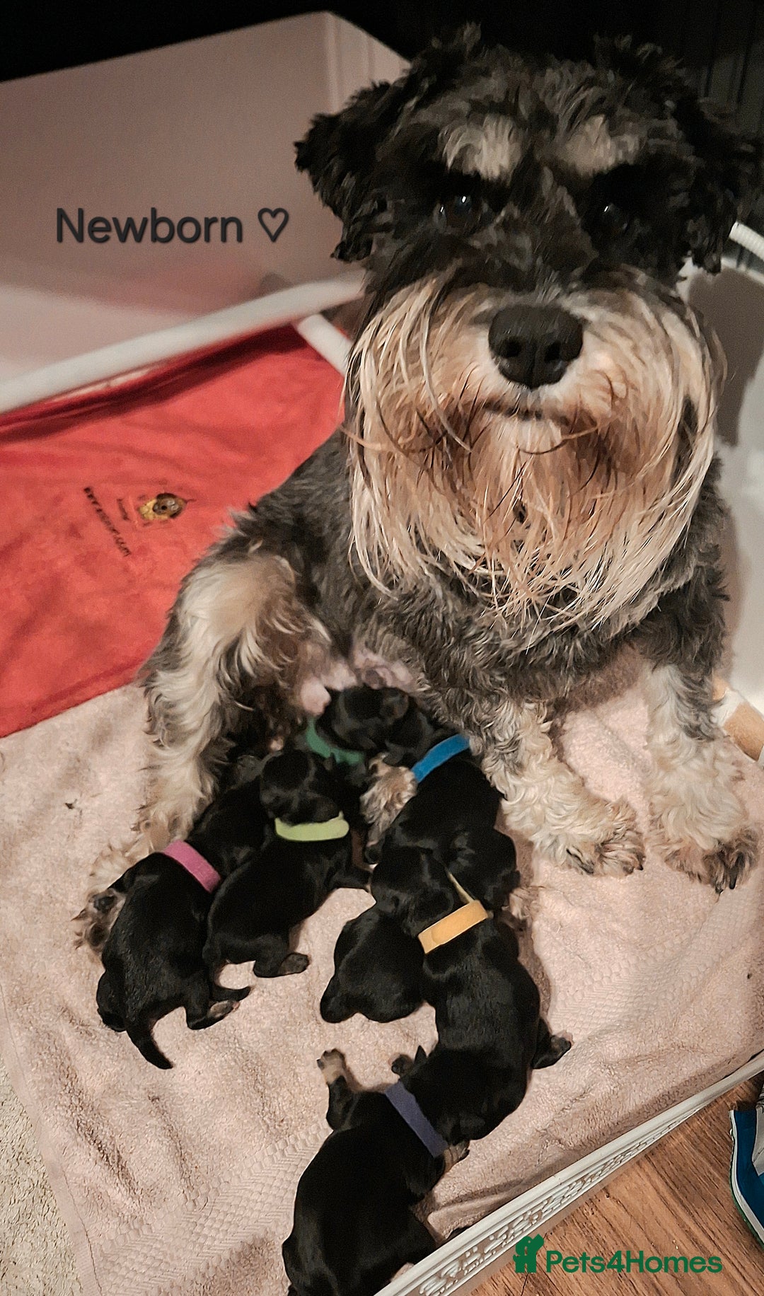 Miniature Schnauzer dogs for sale: Fantastic litter of Black and Silver pups K.C Reg - Advert 9