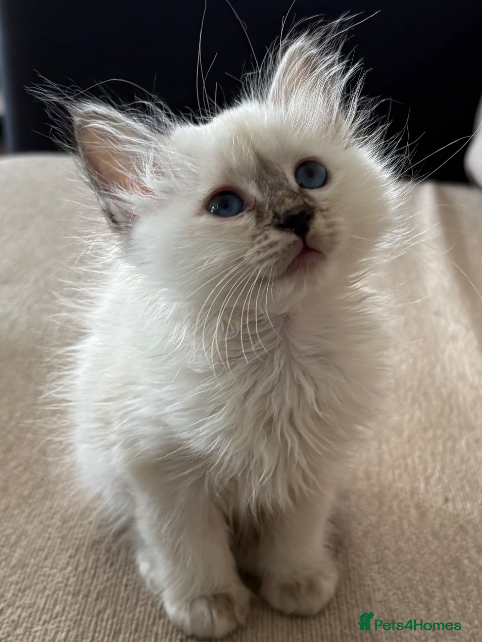 Birman cats Adorable GCCF registered Birman kittens  - Advert 1