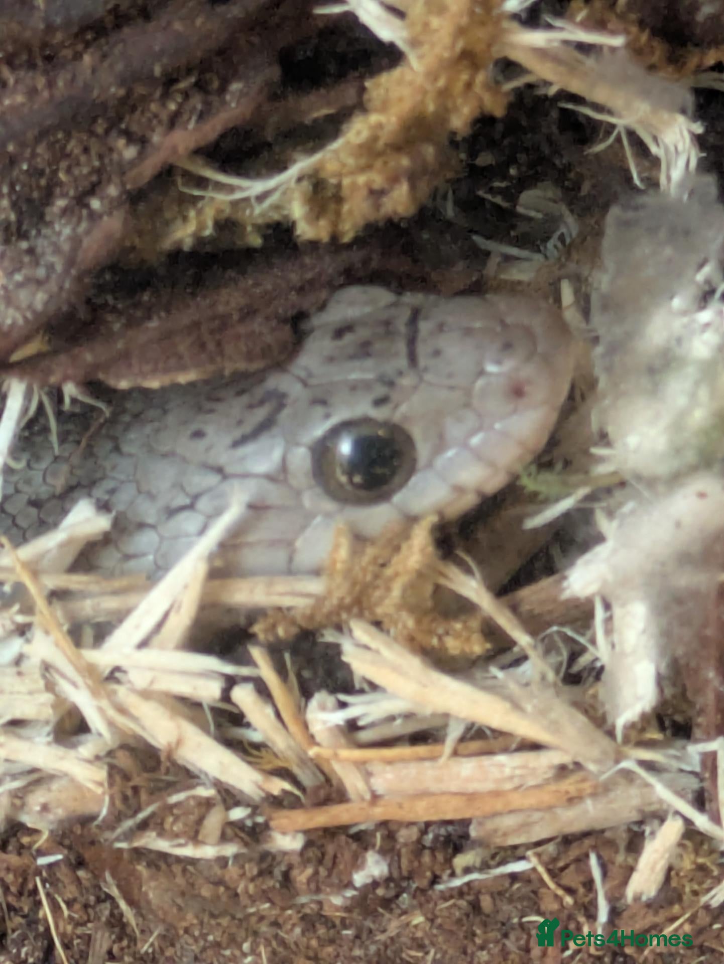 Corn Snake reptiles Corn snake  - Advert 1