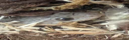 Corn Snake reptiles for sale: Corn snake  - Advert 1