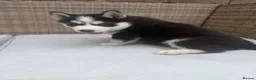 Siberian Husky dogs for sale: 4 beautiful huskies for sale in Dagenham - Advert 14