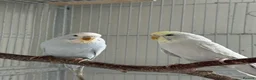 Budgerigars birds for sale: Young budgies for sale - Advert 12