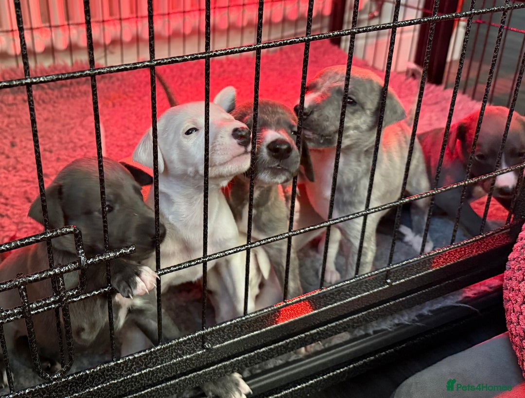 Whippet dogs for sale: KC Registered Whippet Puppies - Image 1