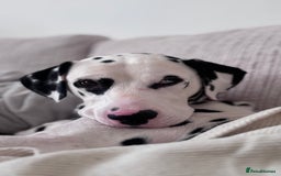 Dalmatian dogs for sale: Arlo  - Image 3