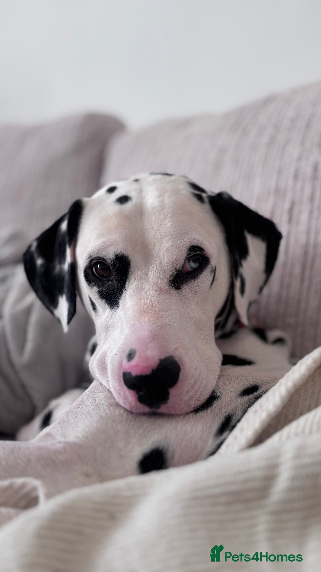 Dalmatian dogs for sale: Arlo  - Image 3