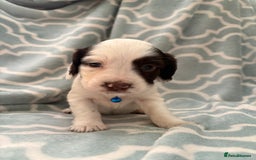 Sprocker dogs for sale: Beautiful Sproker pups  - Image 4