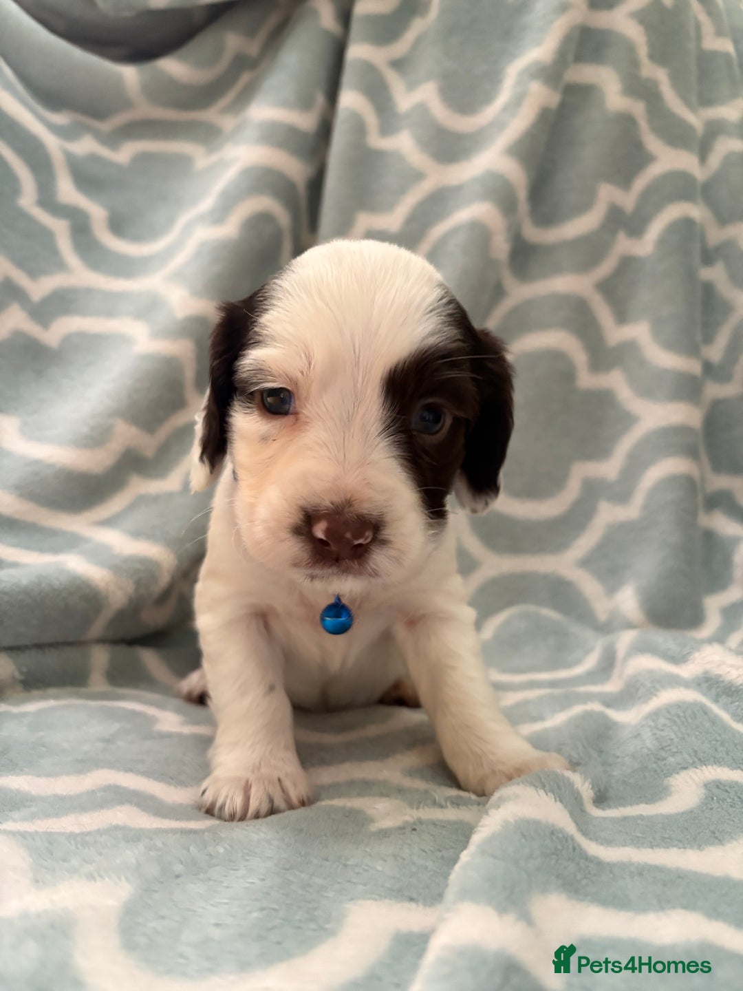 Sprocker dogs for sale: Beautiful Sproker pups  - Image 4