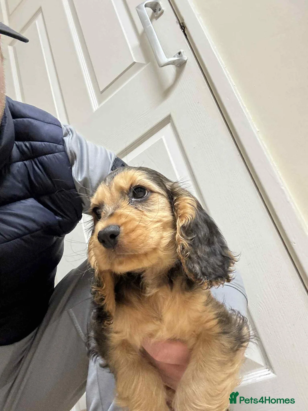 Cocker Spaniel dogs for sale: 2 boys left!!!! - Advert 6