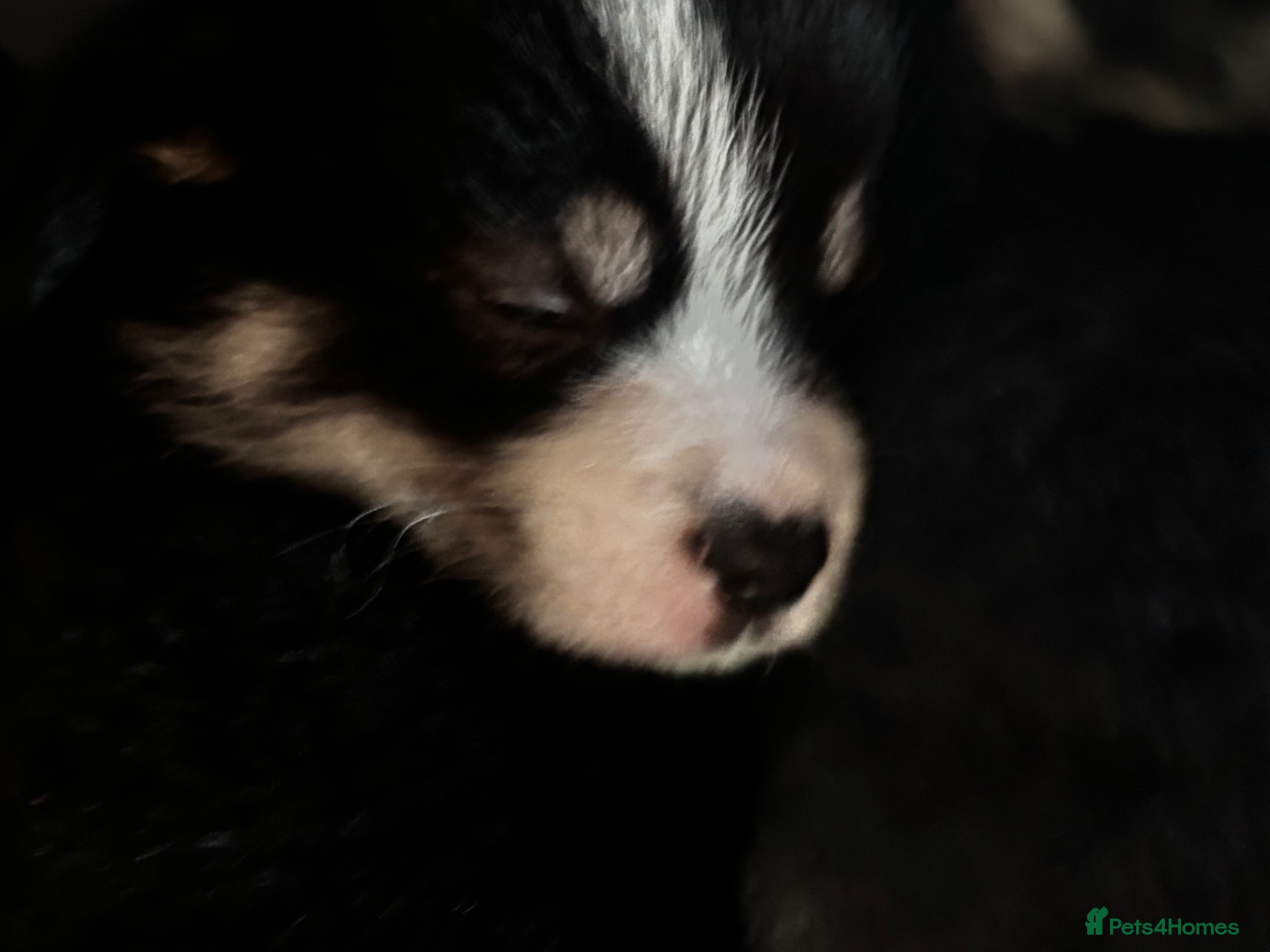 Welsh Corgi Pembroke dogs for sale: Stunning champion breed Tri Corgi Puppies  - Advert 7