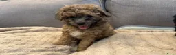 Poochon dogs for sale: Beautiful Poochon Puppies available  - Advert 1