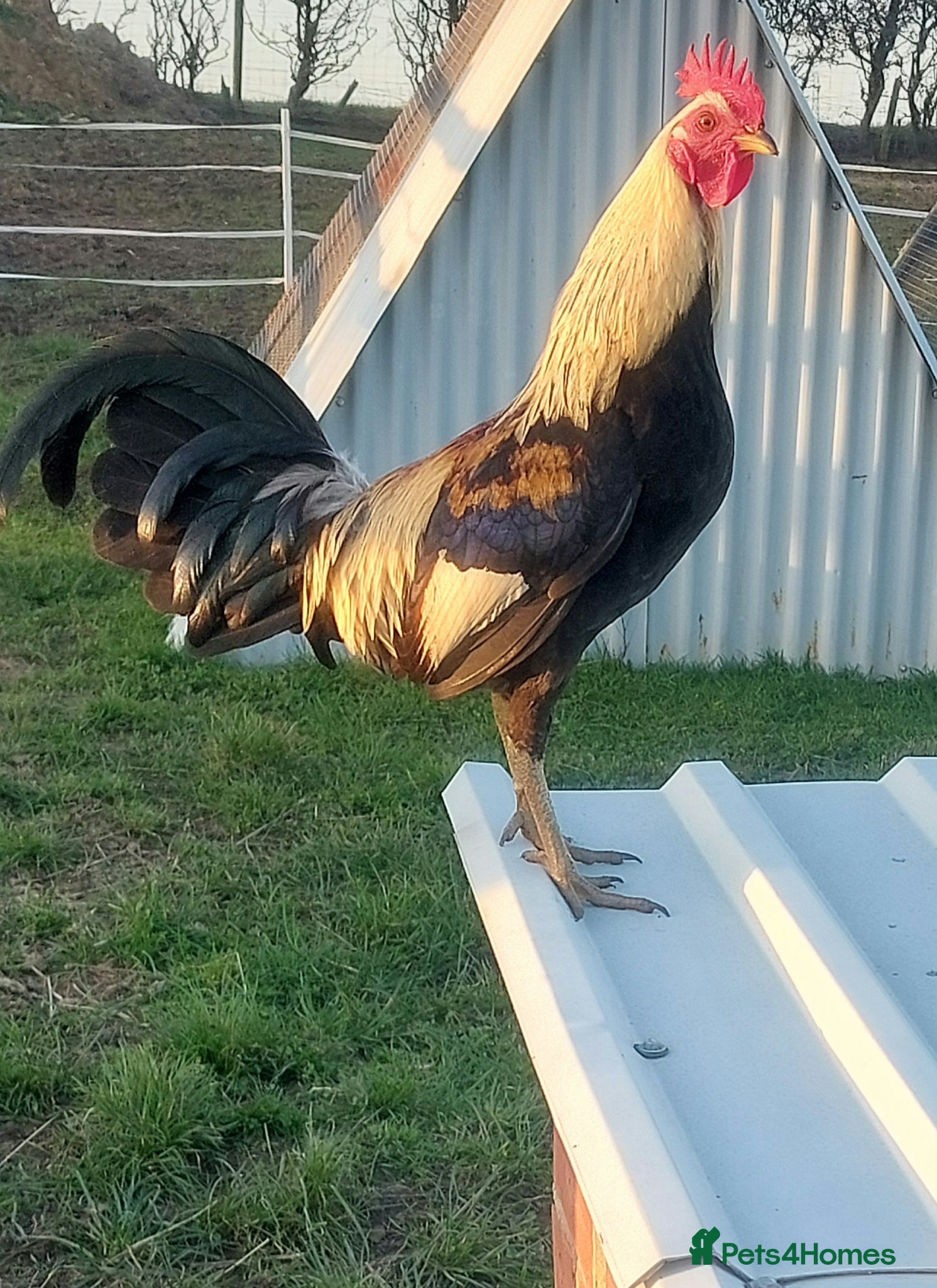 Chickens poultry for sale: American Game bird chicks - Advert 2