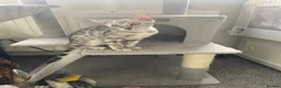 Bengal cats for sale: LAST THREE Ready now GCCF REGISTERED  - Advert 20
