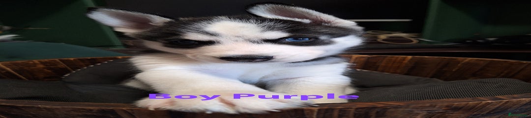 Siberian Husky Puppy 5