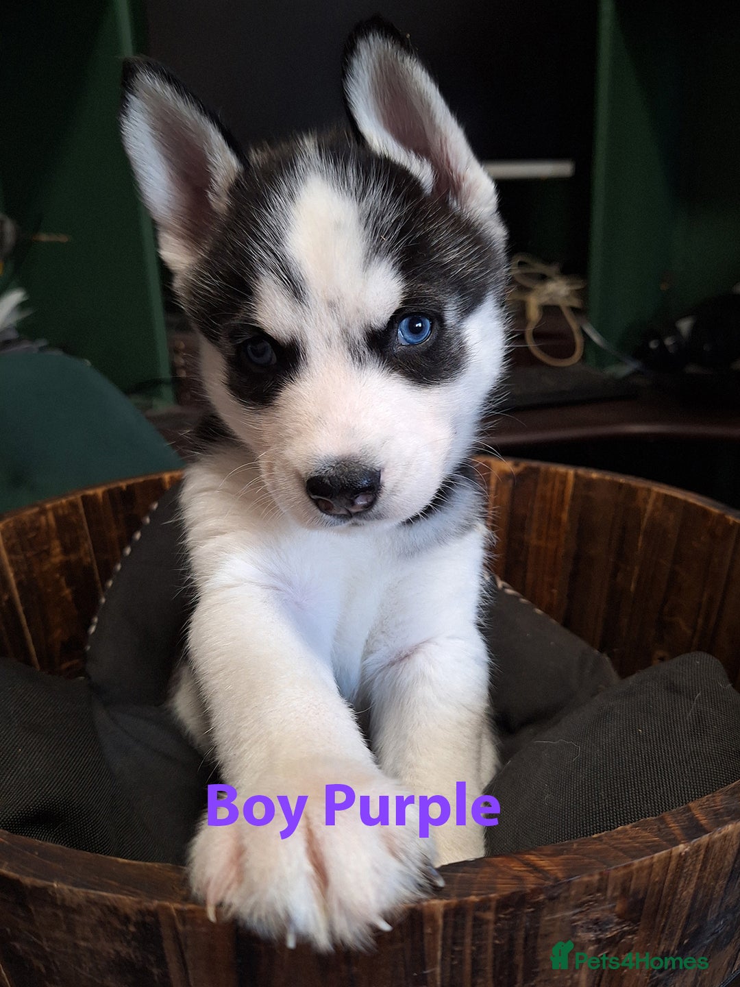 Siberian Husky dogs for sale: Siberian Husky X Pups - Image 5