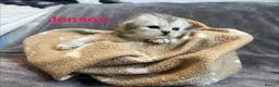 Persian cats for sale: Beautiful litter of Persian kittens, PKD Neg - Advert 3