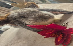 French Lop rabbits for sale: Long-Haired Pedigree French Lop GIANTS Elite Giant - Advert 4