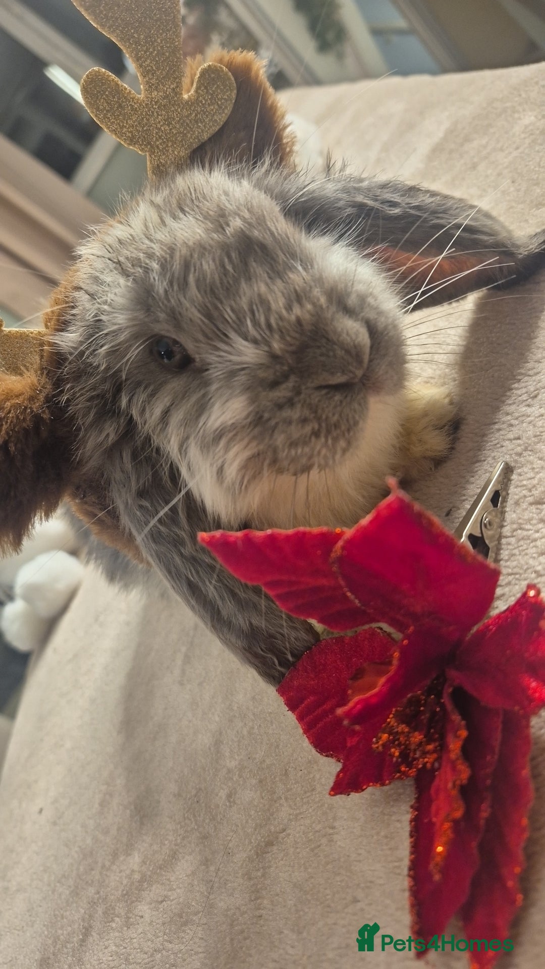 French Lop rabbits for sale: Long-Haired Pedigree French Lop GIANTS Elite Giant - Advert 4