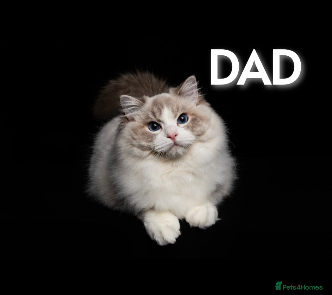 Ragdoll cats SHOW TYPE RAGDOLL BLUE MITTED - Advert 17