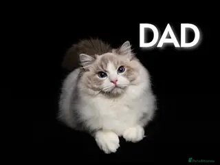 Ragdoll cats SHOW TYPE RAGDOLL BLUE MITTED - Advert 1