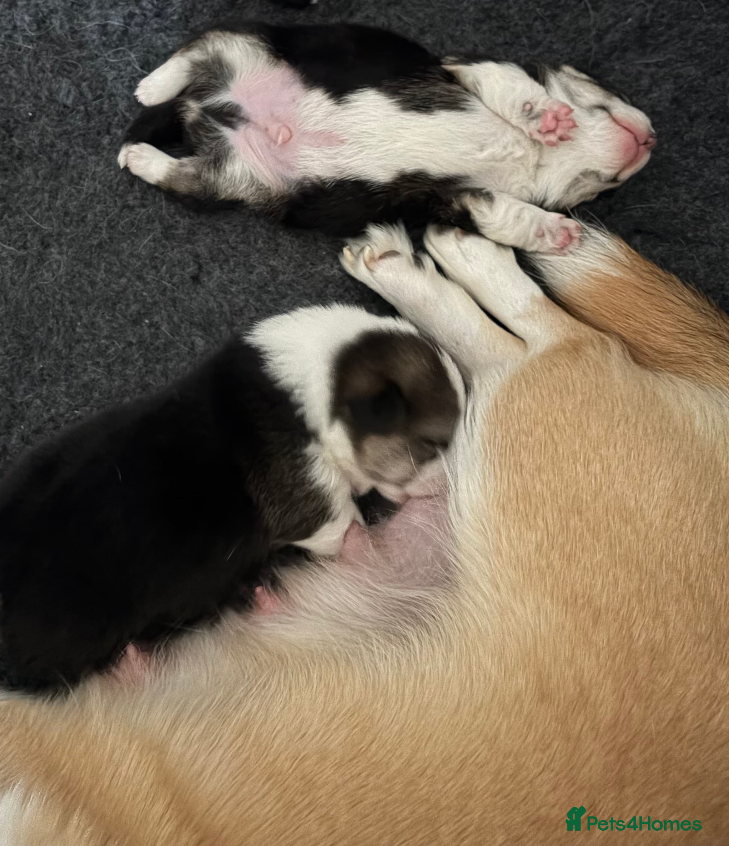 Welsh Corgi Pembroke dogs for sale: Cherished Welsh Pembrokeshire Corgis  - Advert 2