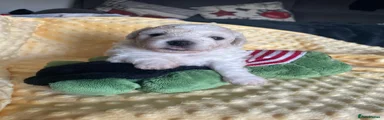 Bichon Frise 2