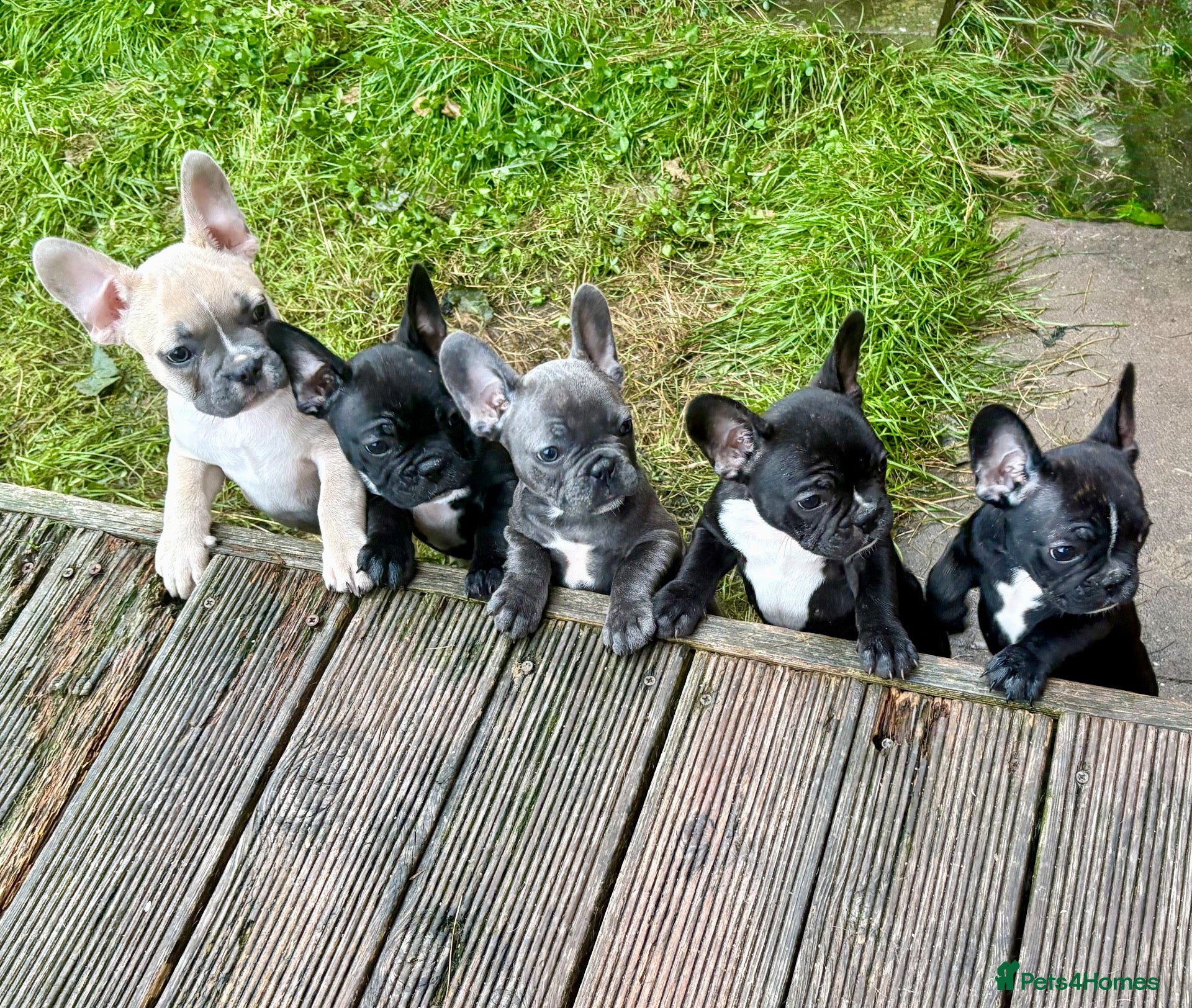 French Bulldog dogs French Bulldog Puppies - Advert 10
