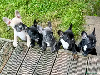 French Bulldog dogs French Bulldog Puppies - Advert 10