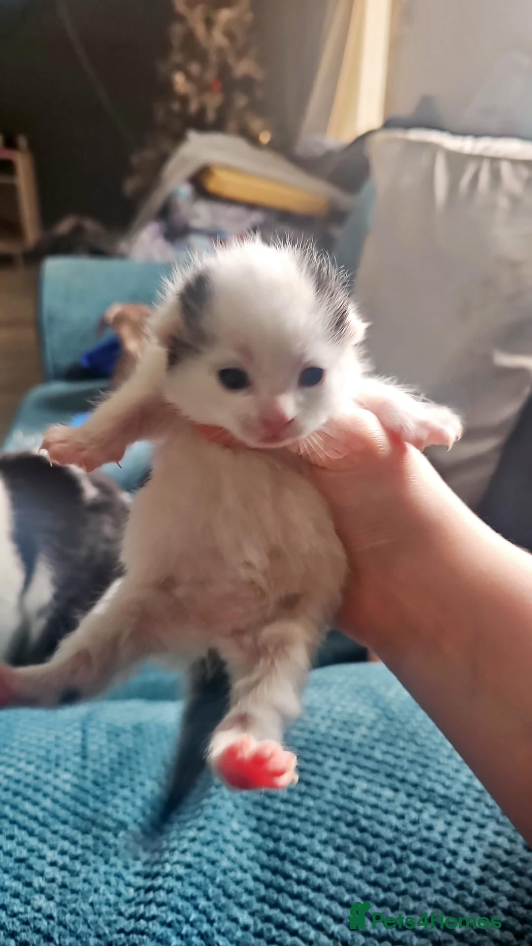 Domestic Shorthair cats for sale: Tabby and white kitten - Advert 6