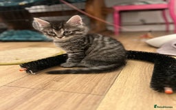 Ragcoon cats for sale: Ragcoons!  in Shepton Mallet - Image 21