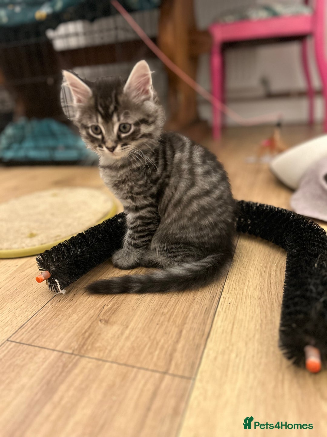 Ragcoon cats for sale: Ragcoons!  in Shepton Mallet - Image 21