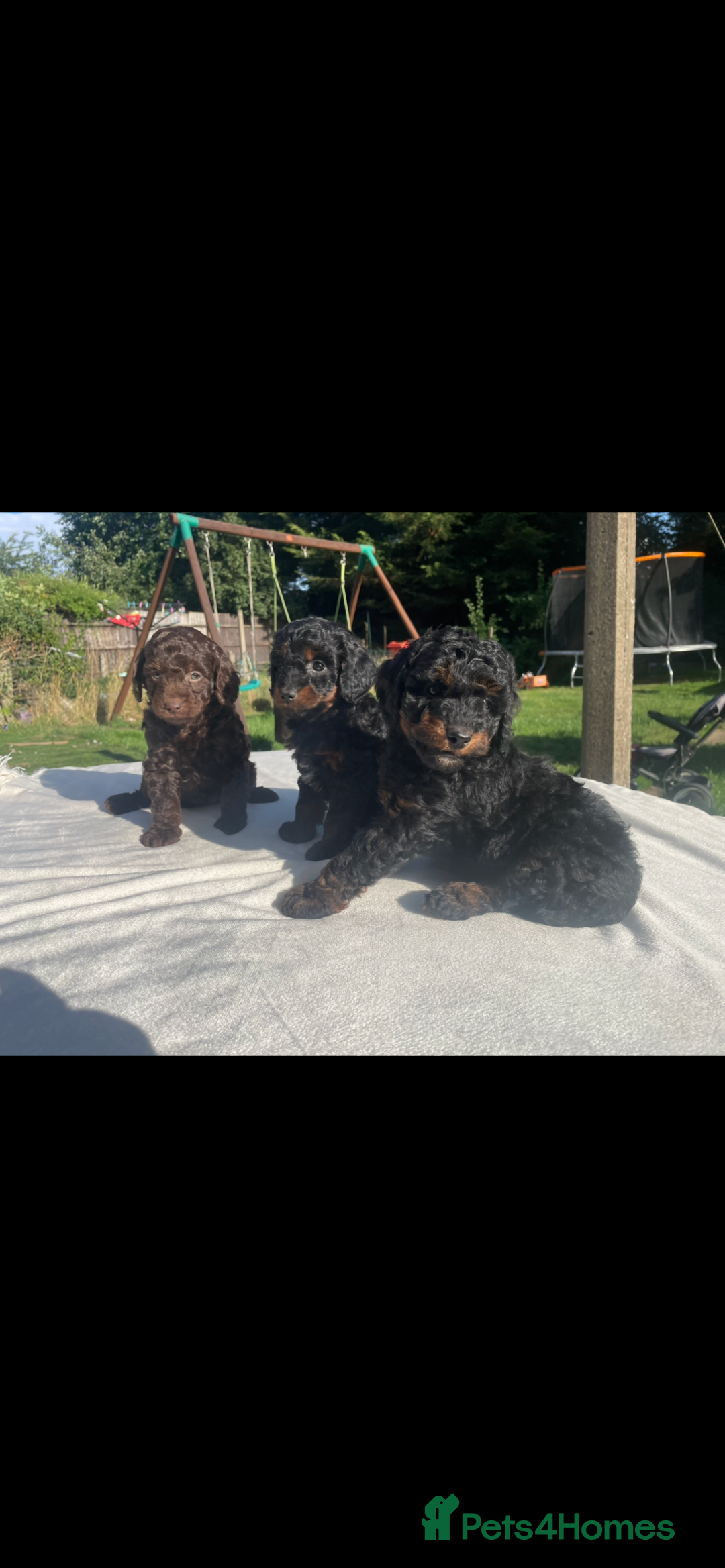 Cockapoo dogs for sale: Cockapoo Ready to leave now💕Only 1 boy left! - Image 2