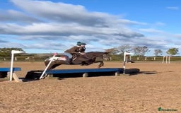 Appaloosa horses for sale: Fantastic allround pony  - Advert 5