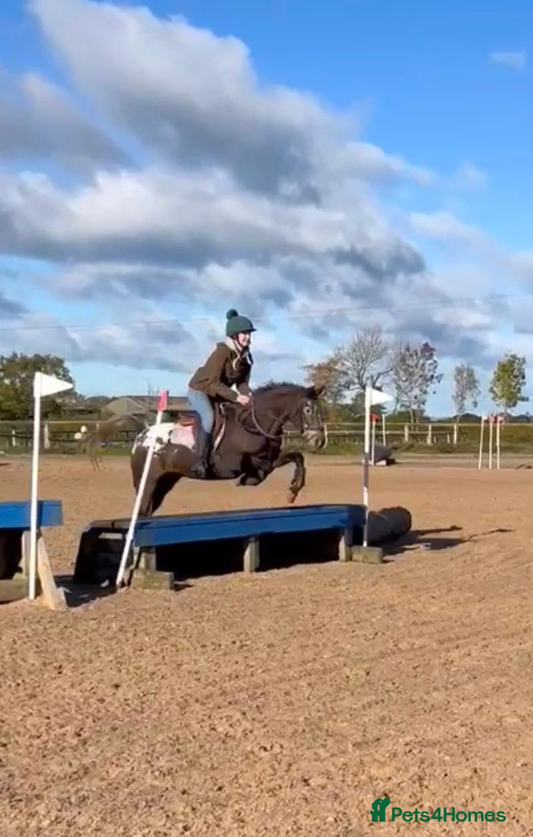 Appaloosa horses for sale: Fantastic allround pony  - Advert 5