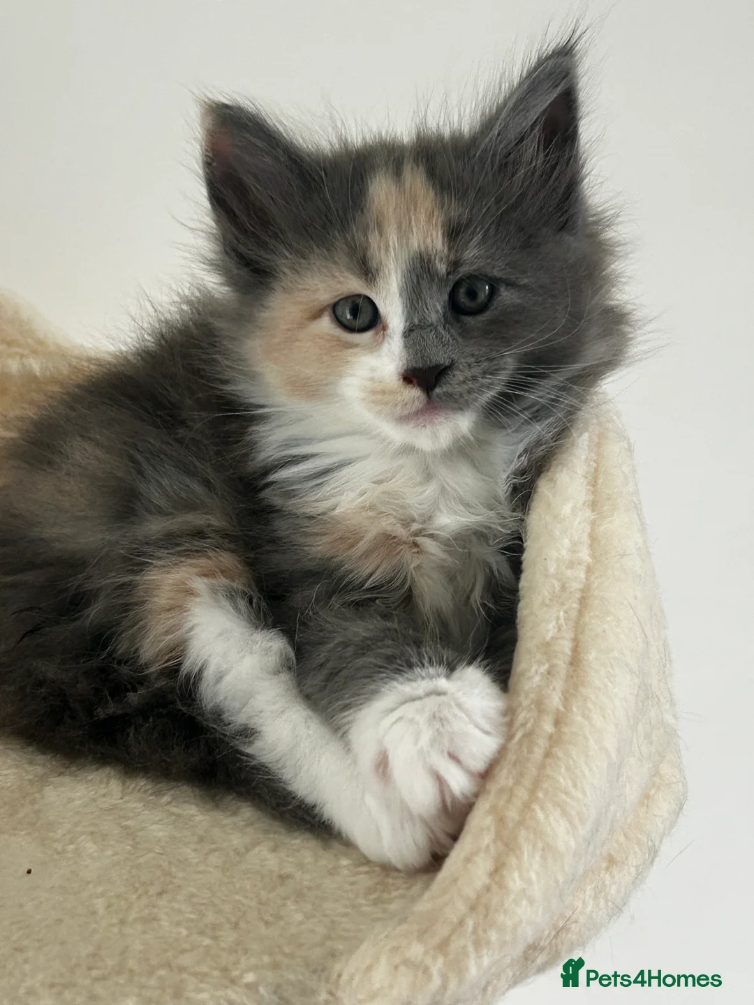 Maine Coon cats for sale: Find Your Purrfect Match! - Advert 18