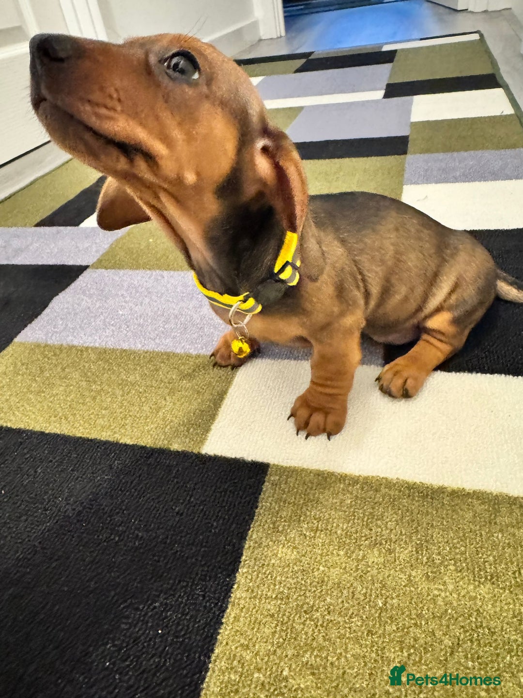 Dachshund dogs for sale: Dachshund female and male puppies  - Image 14