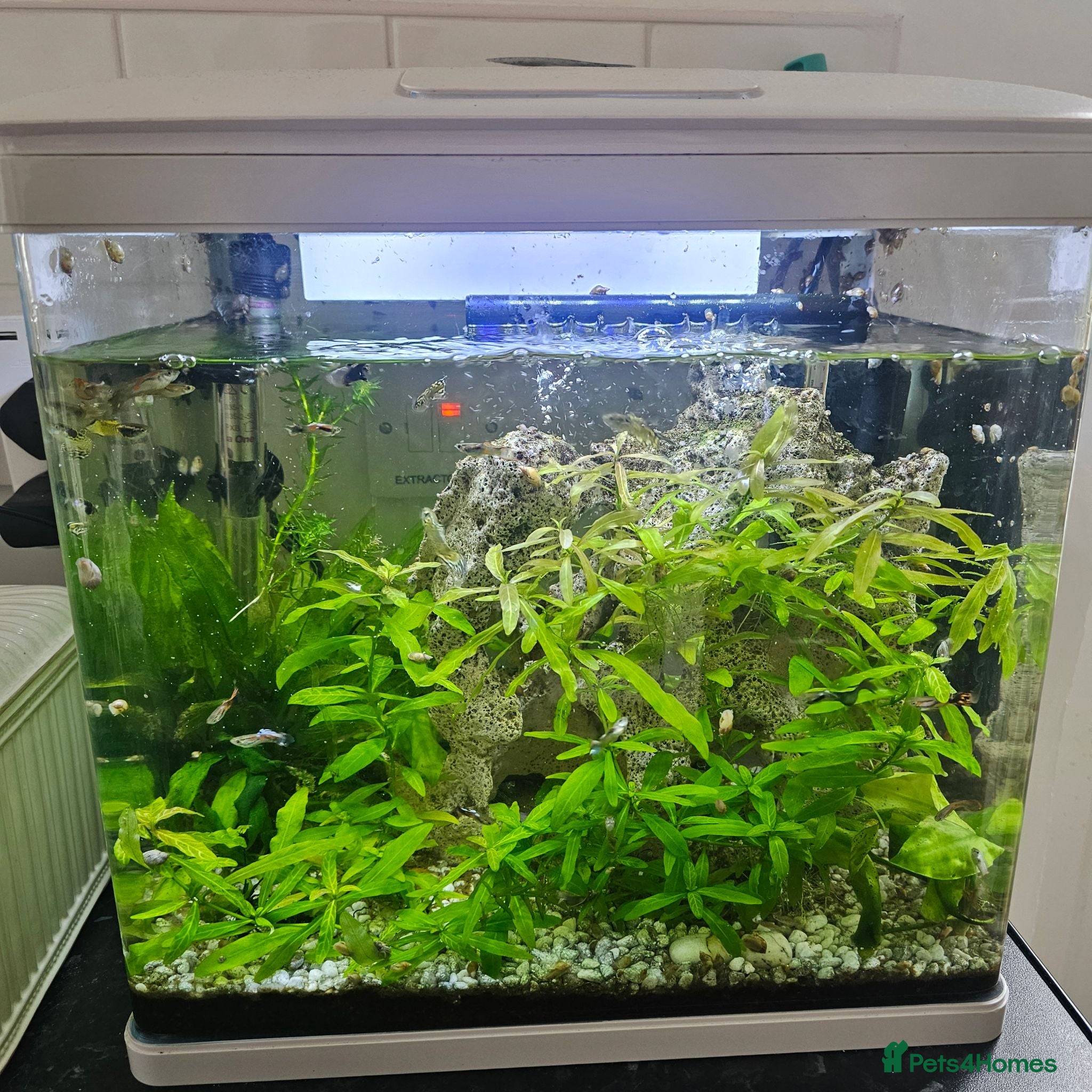 Live Bearers fish Aquarium with fish - Advert 1